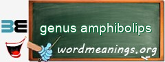 WordMeaning blackboard for genus amphibolips